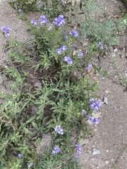 Heliotropium amplexicaule