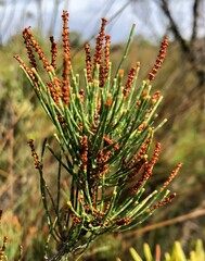 Allocasuarina pusilla