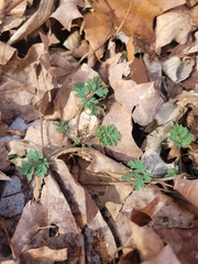 Corydalis flavula