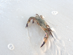 Decapoda