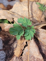 Corydalis flavula