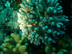 Cladiella