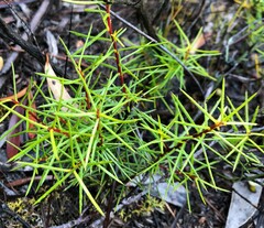Persoonia juniperina