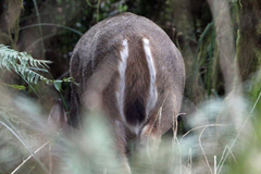 Odocoileus virginianus leucurus