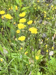 Crepis tectorum