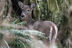 Odocoileus virginianus leucurus