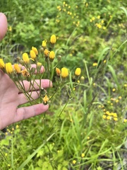 Crepis tectorum