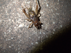 Gryllidae
