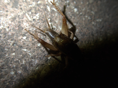 Gryllidae