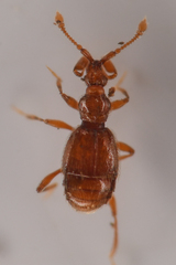 Pselaptrichus