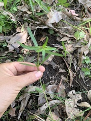 Alternanthera denticulata