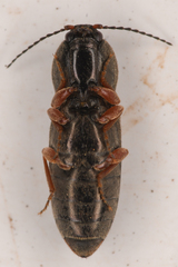 Cardiophorus