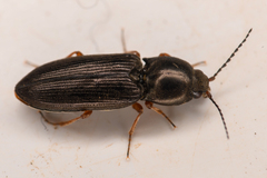 Cardiophorus