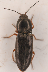 Cardiophorus