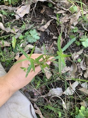 Alternanthera denticulata