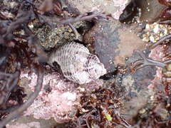 Acanthinucella punctulata