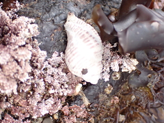 Acanthinucella spirata