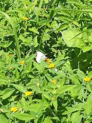 Leptophobia aripa
