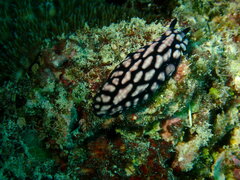 Phyllidiella