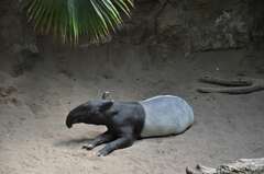 Tapirus indicus