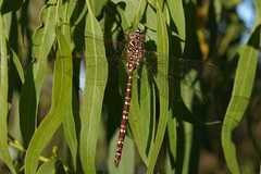 Austroaeschna unicornis