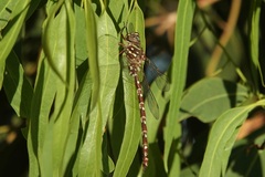 Austroaeschna unicornis