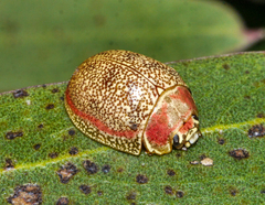 Paropsis roseola