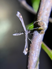 Anstenoptilia marmarodactyla