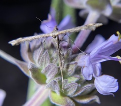 Anstenoptilia marmarodactyla