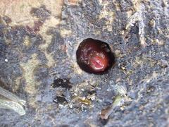 Hiatella arctica
