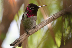 Calypte anna