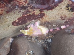 Oligocottus rubellio