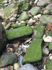 Ulva californica