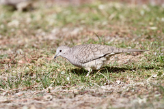 Columbina inca