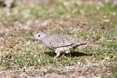 Columbina inca