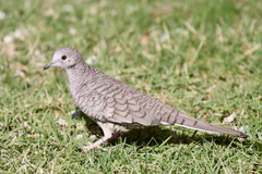 Columbina inca