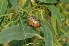 Anoplognathus montanus