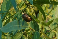 Anoplognathus montanus