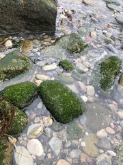 Ulva californica
