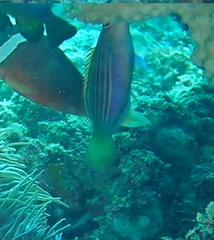 Pseudocheilinus hexataenia