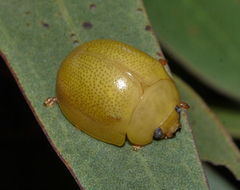 Paropsisterna crocata