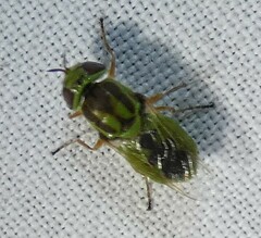 Hedriodiscus trivittatus