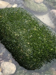 Ulva californica