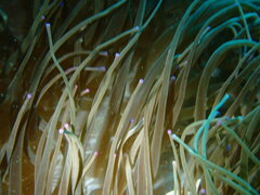 Heteractis crispa
