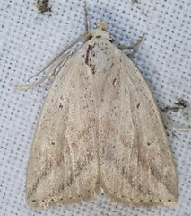 Amolita obliqua