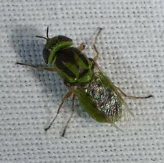 Hedriodiscus trivittatus