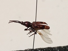 Arrhenodes minutus