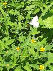 Leptophobia aripa