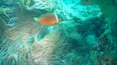 Heteractis crispa