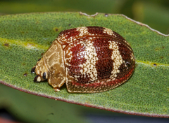 Paropsis mystica